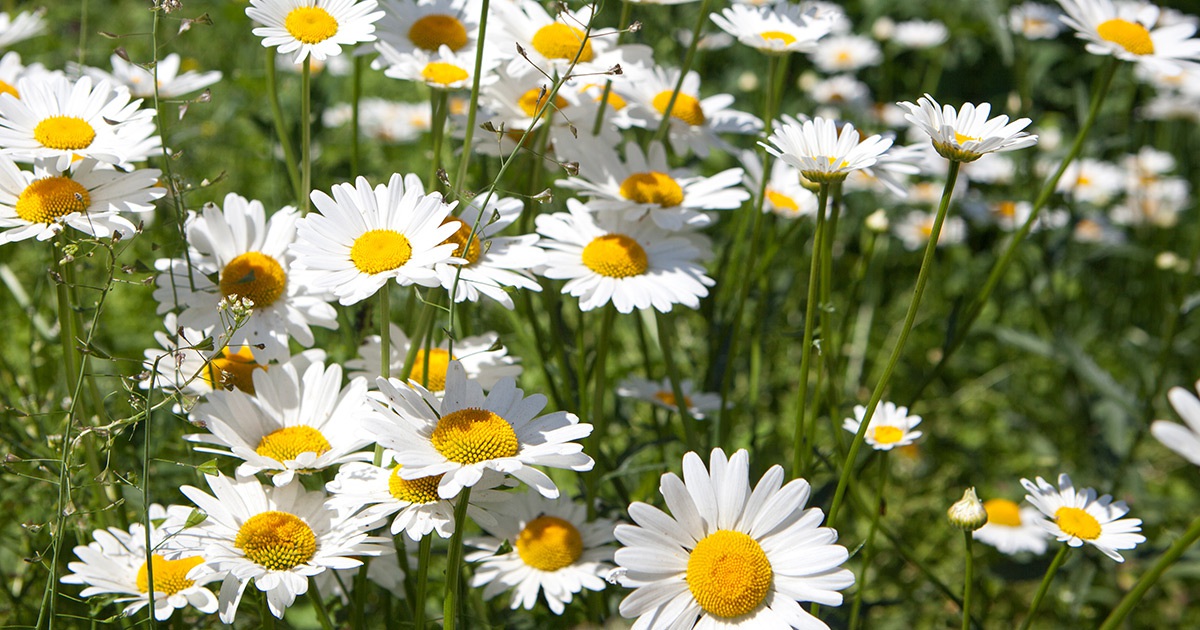 Feature Image Walkable Trails